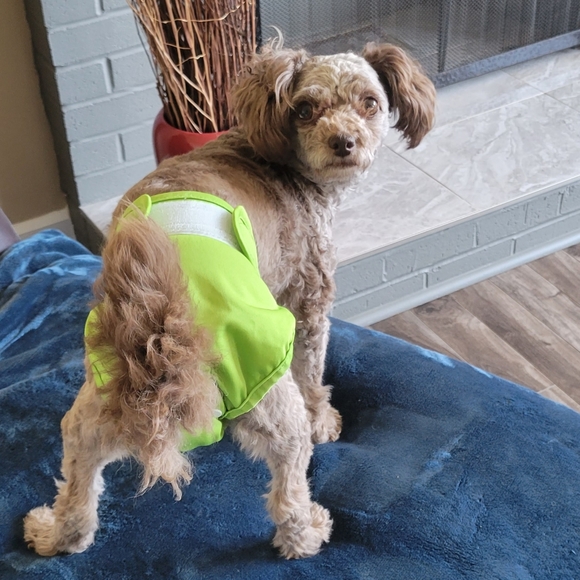 Dog Diaper - Picture 2 of 2